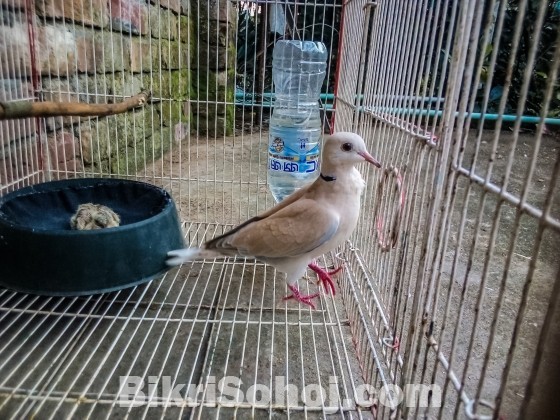 Australian Dove With Baby